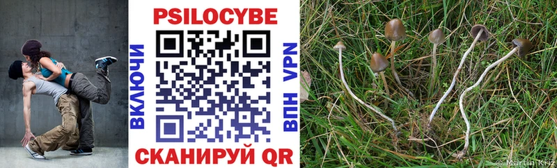 где найти   Протвино  Псилоцибиновые грибы Cubensis 